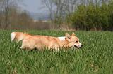 CORGI PEMBROKE 1318